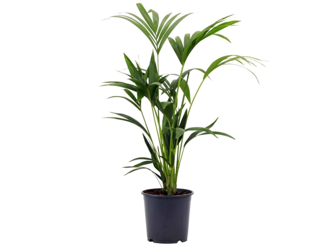 Planta Natural BIOMAPLANTS Palmera Kentia (70-80 cm - Maceta 19 cm)