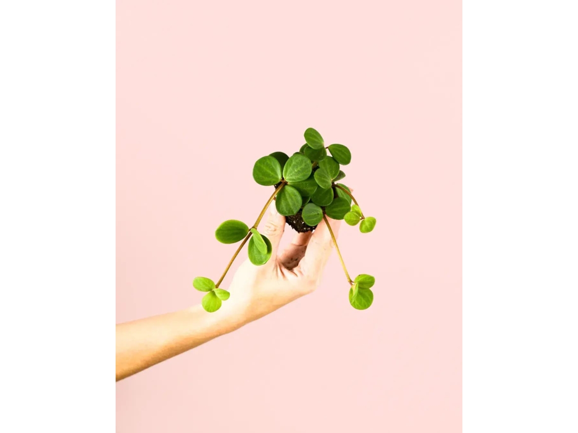Peperomia Hope | Planta colgante de interior natural y apta para mascotas | Pur Plant