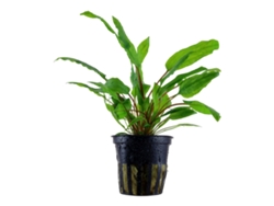 Alternanthera Reineckii