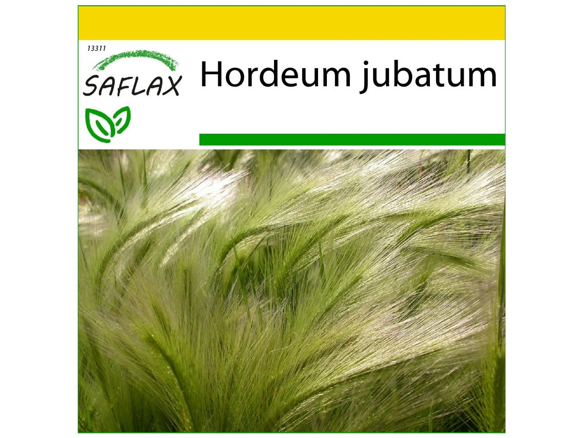 SAFLAX Conjunto de cultivo Cola de ardilla 70 semillas Con mini invernadero, sustrato de cultivo y 2 macetas Hordeum jubatum