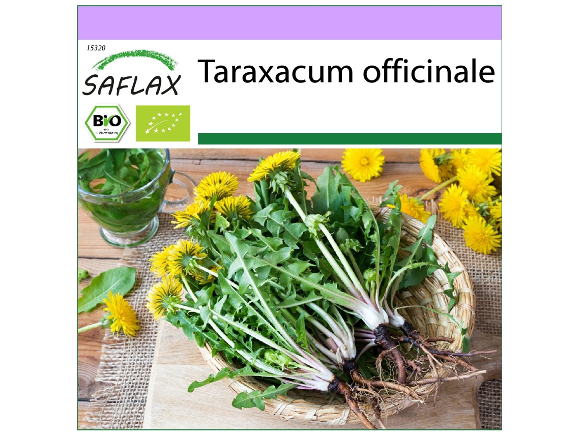 SAFLAX Ecológico Diente de león 400 semillas Taraxacum officinale