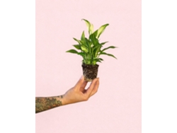 Espatifilo Cupido Perla | Planta compacta de interior con flor | Pur Plant
