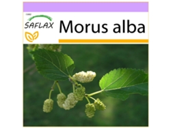 SAFLAX Morera blanca 200 semillas Morus alba
