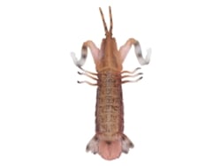 Ats-modelo De Camarón Mantis Sólido Y Vívido Simulación Juguete Educativo Para Niños Modelo De Animal Marino