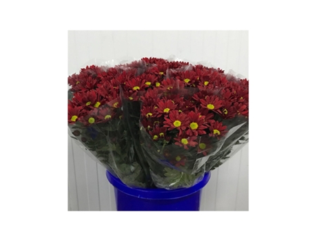 Margarita Crisantemo | Flor Natural | Crisantemo Bacardi | Ramo de 5 tallos | 70cm de alto Vermelho