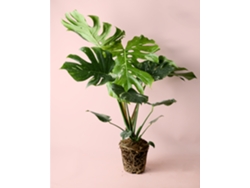Monstera Constelación Tailandesa | Plantas naturales de interior | Pur Plant