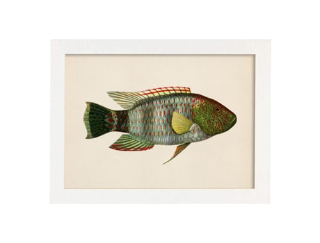 Póster NACNIC de Pez Verde, Rojo, Amarillo y Gris en , Fondo Papel Vintage.