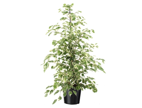 Plantas verdes - PLANT IN A BOX - Ficus Benjamina Twilight - Set de 1 - Maceta 21cm - Altura 100-110cm