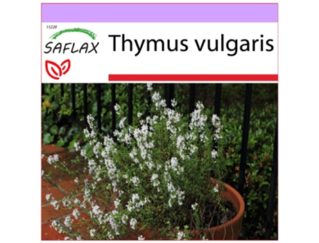 SAFLAX Tomillo 200 semillas Thymus vulgaris