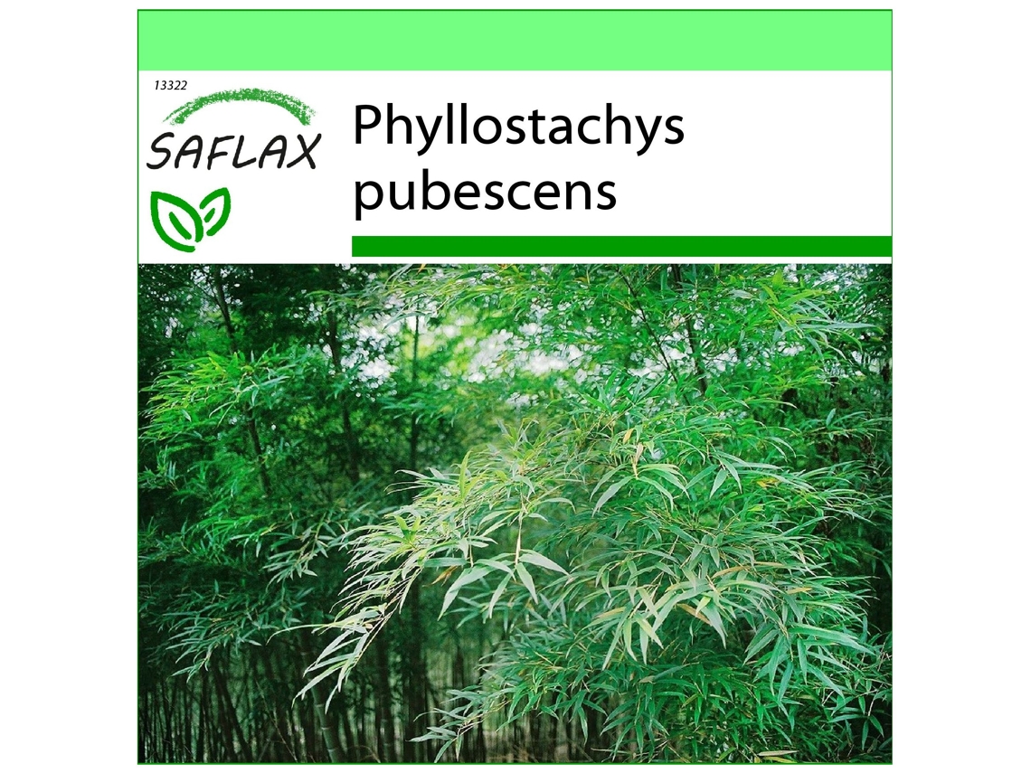 SAFLAX Garden to go Bambú moso 20 semillas Con maceta, tapa climática y sustrato de cultivo Phyllostachys pubescens