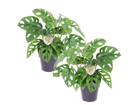 Plantas verdes - PLANT IN A BOX - Monstera Monkey Mask - Set de 2 - Maceta 12cm - Altura 25-30cm