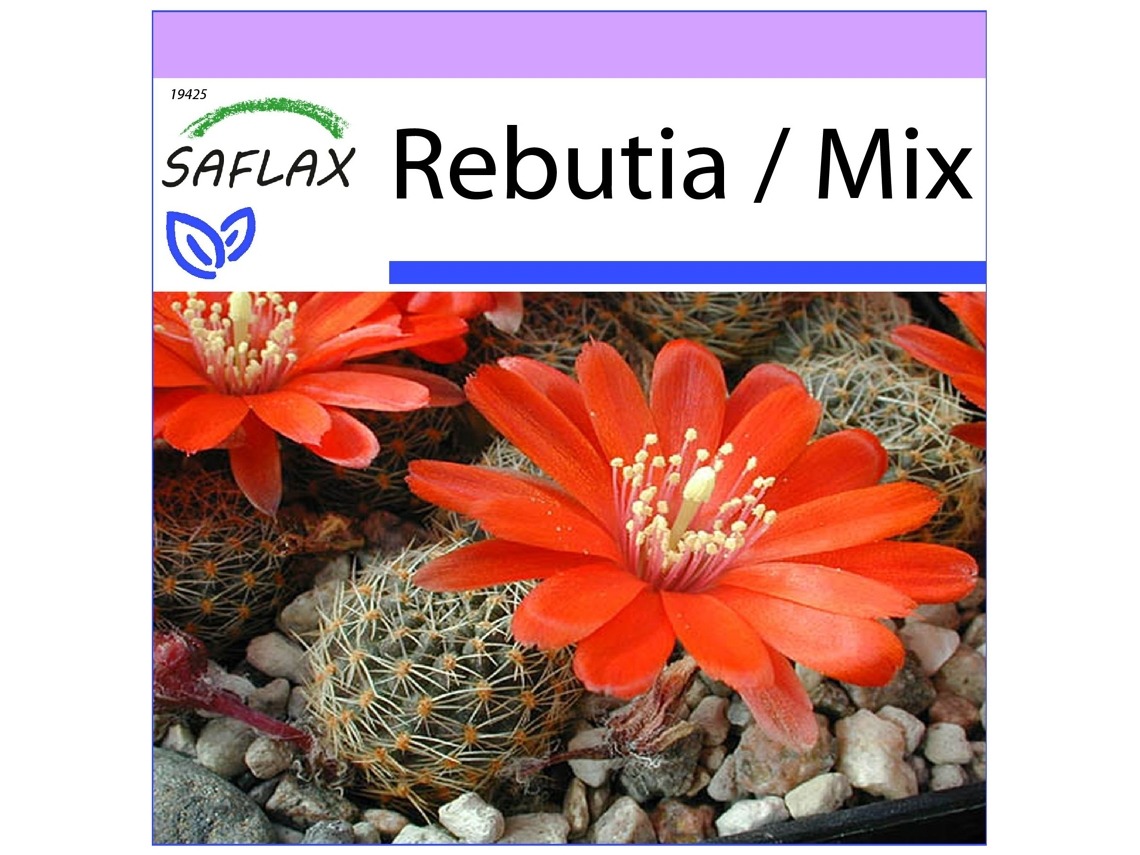 SAFLAX Rebutia 40 semillas Rebutia / Mix