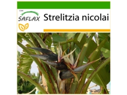 SAFLAX Ave del Paraíso gigante 5 semillas Con sustrato de cultivo libre de gérmenes Strelitzia nicolai