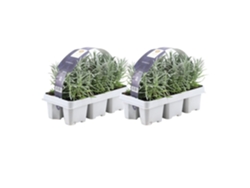 Lavanda azul 12 Lavanda angustifolia - plantas de lavanda resistentes - lavanda verdadera - plantas de jardín - 12 x Ø7 cm - 15 cm