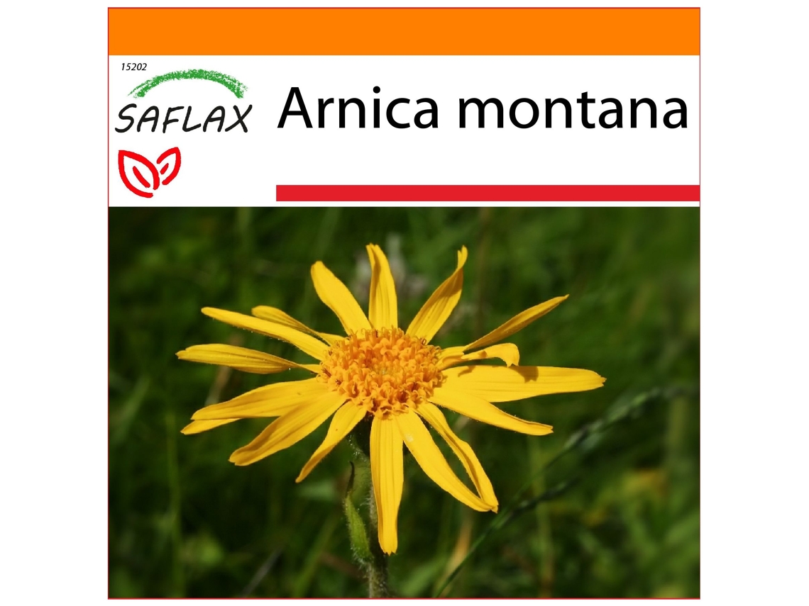 SAFLAX Garden in the bag Árnica 40 semillas Con sustrato de cultivo en una práctica bolsa automontable Arnica montana