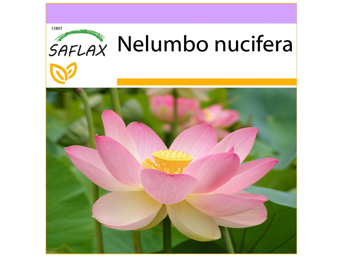 SAFLAX Lloto sagrado 8 semillas Nelumbo nucifera