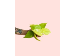 Filodendro Neón | Planta tropical de interior, natural, brillante y resistente | Pur Plant