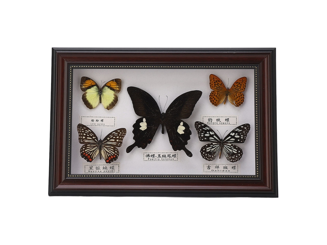 Ejemplar De Mariposas Reales En Marco Negro, Regalo De Cumpleaños, Decoración Del Hogar.
