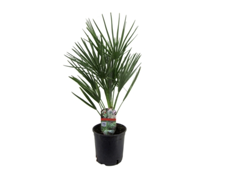 Palmeras - PLANT IN A BOX - Chamaerops Humilis - Set de 1 - Maceta 15cm - Altura 50-60cm