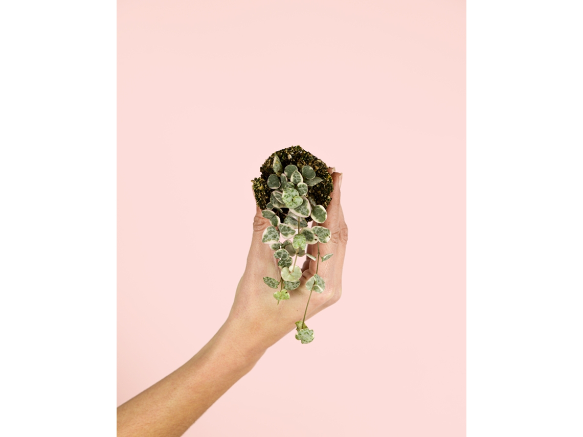 Ceropegia Woodii Variegata | Planta colgante natural para interiores, apta para mascotas | Pur Plant
