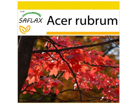 SAFLAX Conjunto de cultivo Arce rojo 20 semillas Con mini invernadero, sustrato de cultivo y 2 macetas Acer rubrum