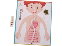 4 Juegos De Kits De Modelos Interactivos Del Sistema Digestivo Humano, Juguete Educativo Para Armar