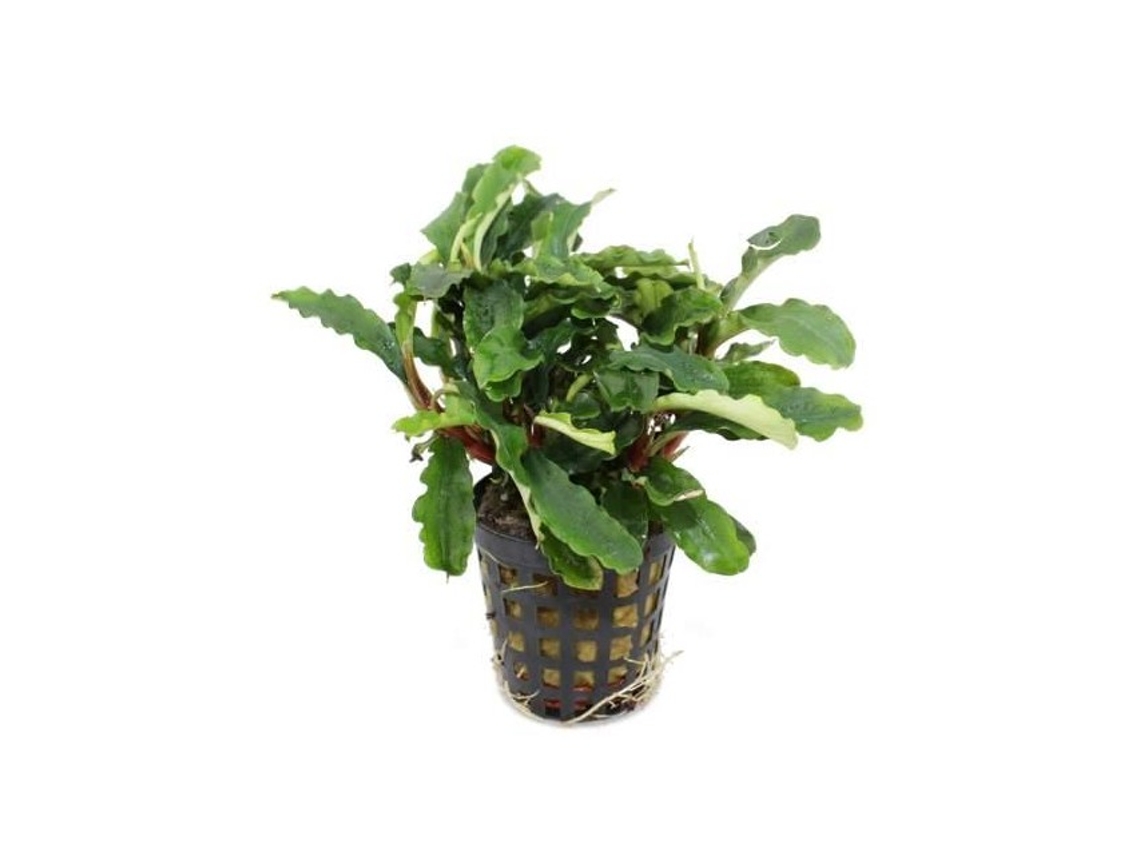 Bucephalandra 'green Velvet'