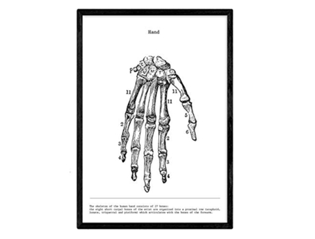 Láminas NACNIC Biología y Medicina Detalle de Mano (A3)