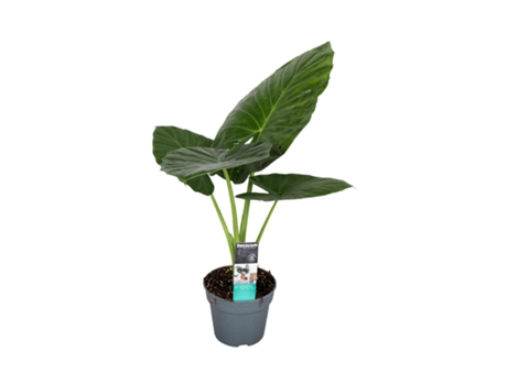 Plantas verdes - PLANT IN A BOX - Alocasia Odora - Set de 1 - Maceta 17cm - Altura 55-75cm