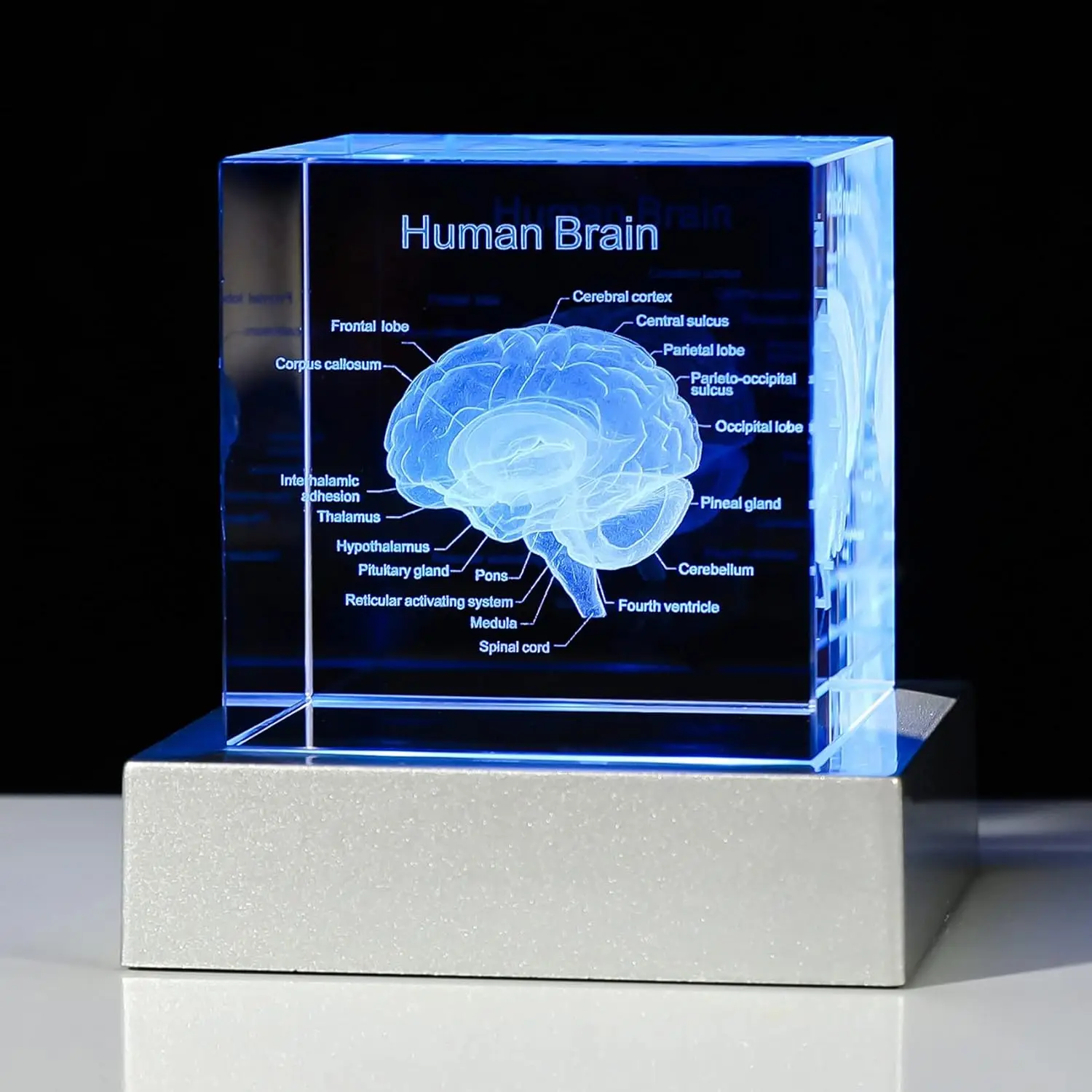 Modelo Anatómico Tridimensional De Cerebro Humano En Cubo De Cristal.