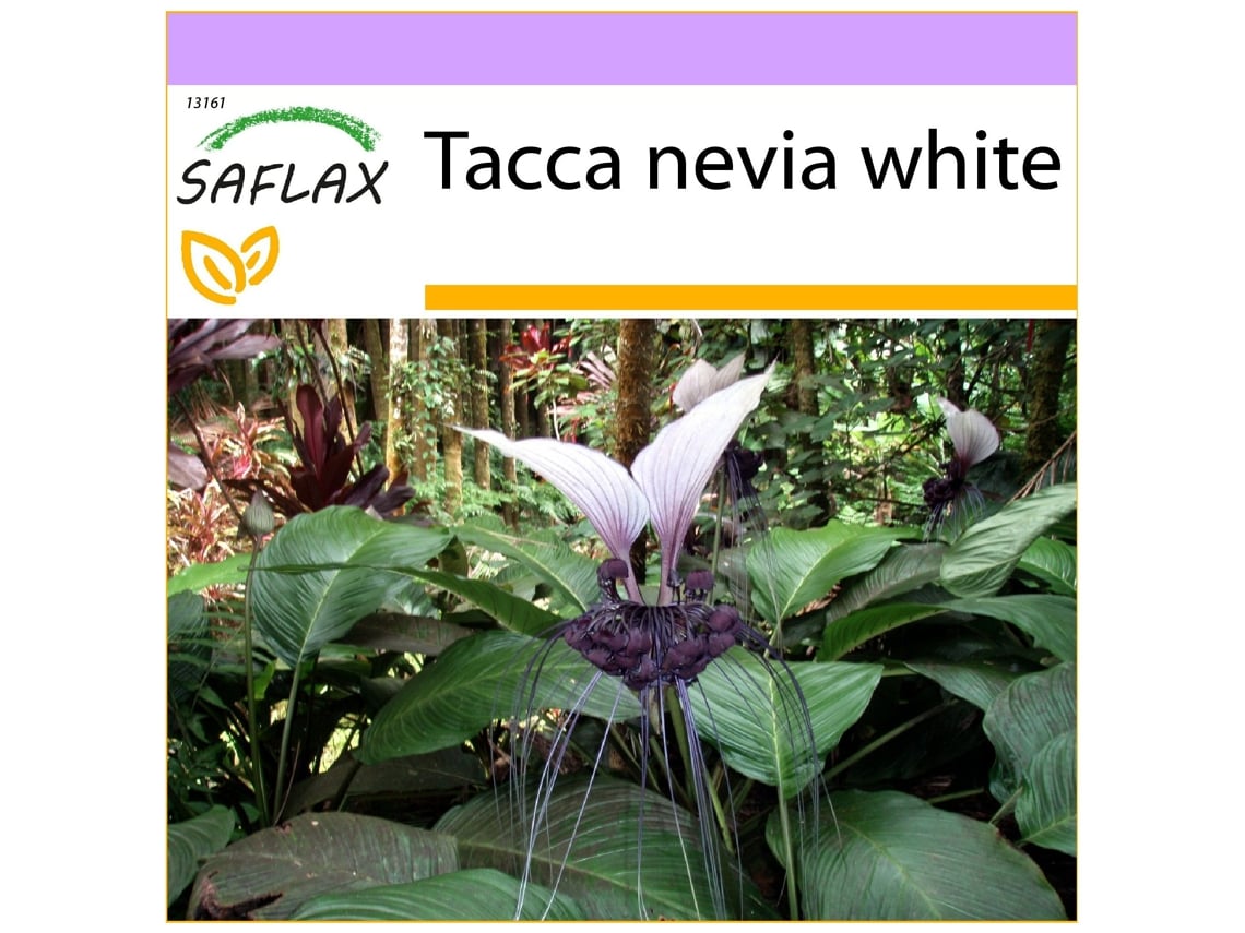 SAFLAX Planta murciélago 10 semillas Tacca nevia white