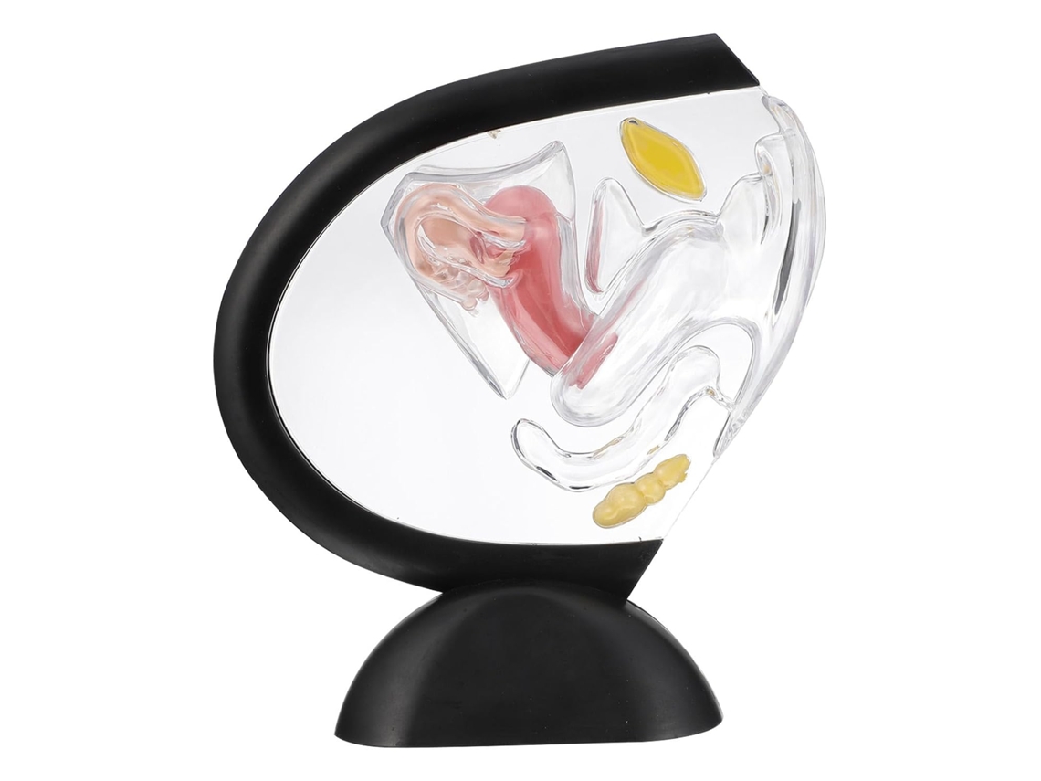 Modelo de útero feminino em PVC transparente