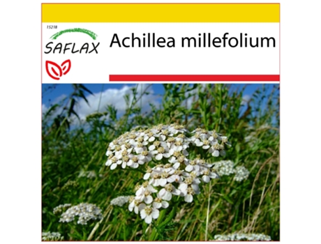 SAFLAX Conjunto de cultivo Milenrama 200 semillas Con mini invernadero, sustrato de cultivo y 2 macetas Achillea millefolium