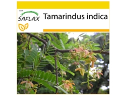 SAFLAX Conjunto de cultivo Tamarindo 4 semillas Con mini invernadero, sustrato de cultivo y 2 macetas Tamarindus indica