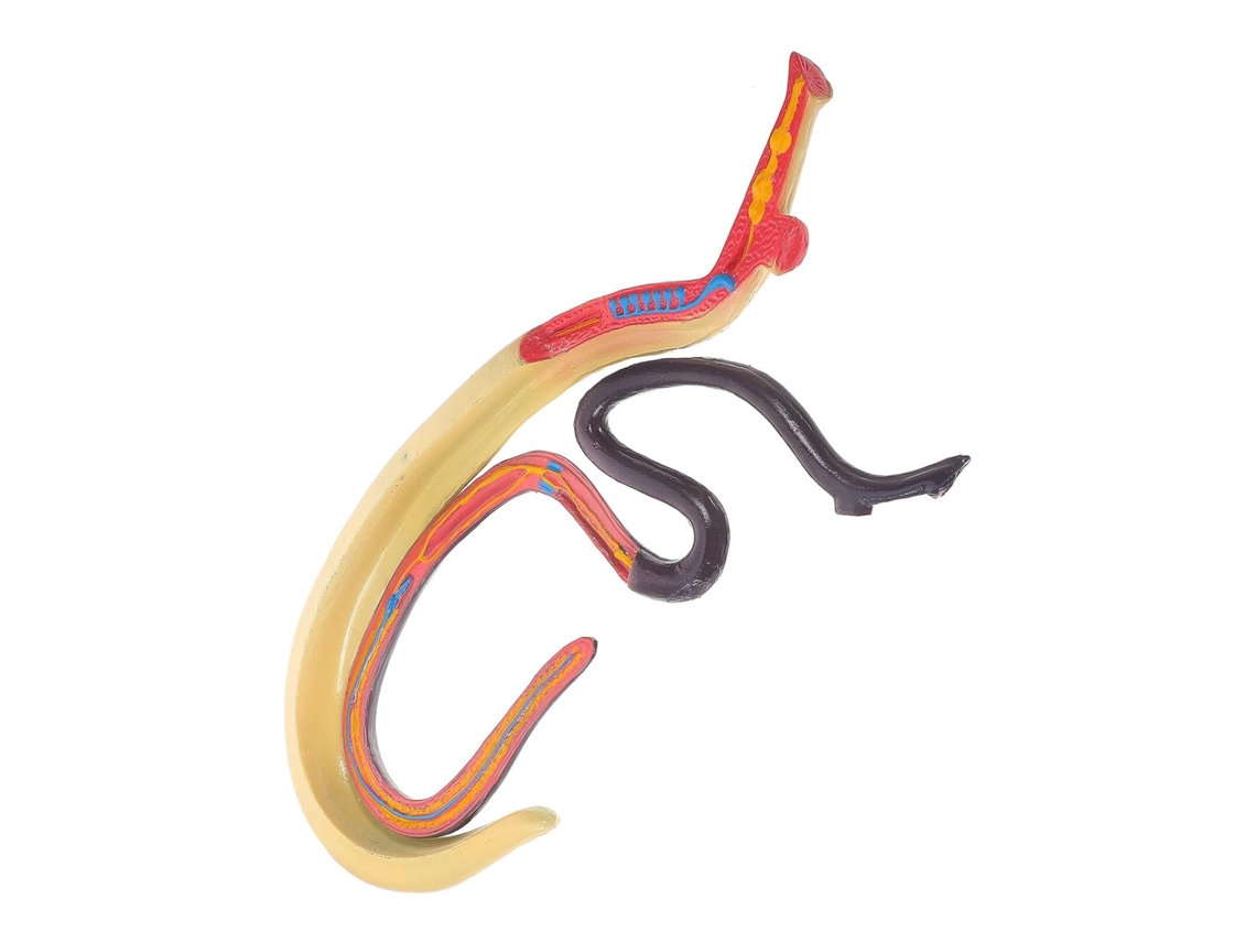 Modelo de esquistosoma en plástico para fines educativos, fácil de observar y usar en el aula. SFUSHOS