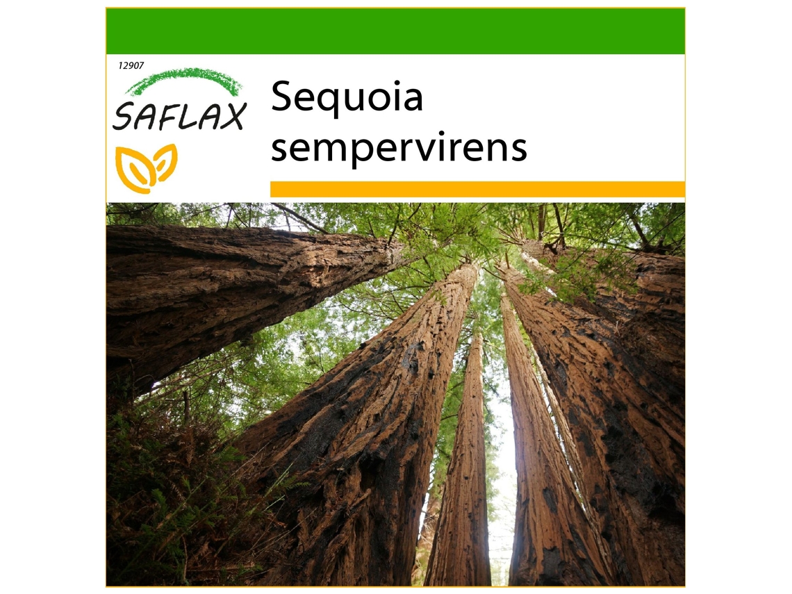 SAFLAX Secuoya roja 50 semillas Con sustrato de cultivo libre de gérmenes Sequoia sempervirens