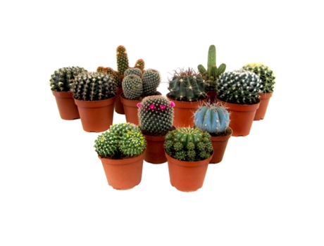 Cactus y suculentas - PLANT IN A BOX - Cactus - Set de 12 - Maceta 5.50cm - Altura 5-10cm