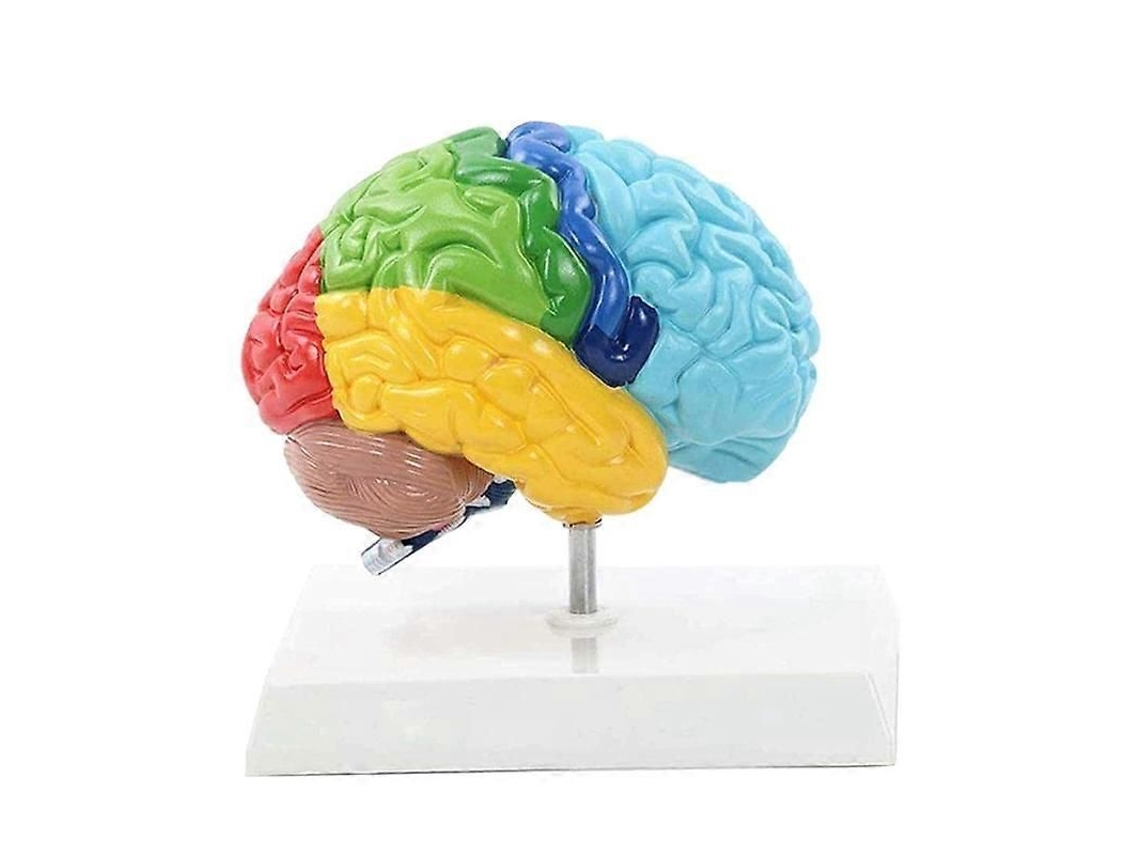 Modelo Cerebral Del Hemisferio Derecho A Escala 1:1 Para La Enseñanza Y El Estudio De La Anatomía Del Cuerpo Humano.
