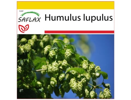 SAFLAX Conjunto de cultivo Lúpulo 50 semillas Con mini invernadero, sustrato de cultivo y 2 macetas Humulus lupulus