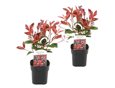 Arbustos - PLANT IN A BOX - Photinia fraseri Red Robin - Set de 2 - Maceta 17cm - Altura 30-40cm