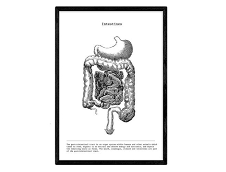 Láminas NACNIC Biología y Medicina Detalle de Intestinos (A3)