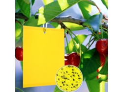 HYMNORA 20 Piezas Trampa Amarilla Doble Cara para Insectos, para Invernadero y Exterior, Mosquitos Fungosos, Pulgones, Mosca Blanca (15x20cm)