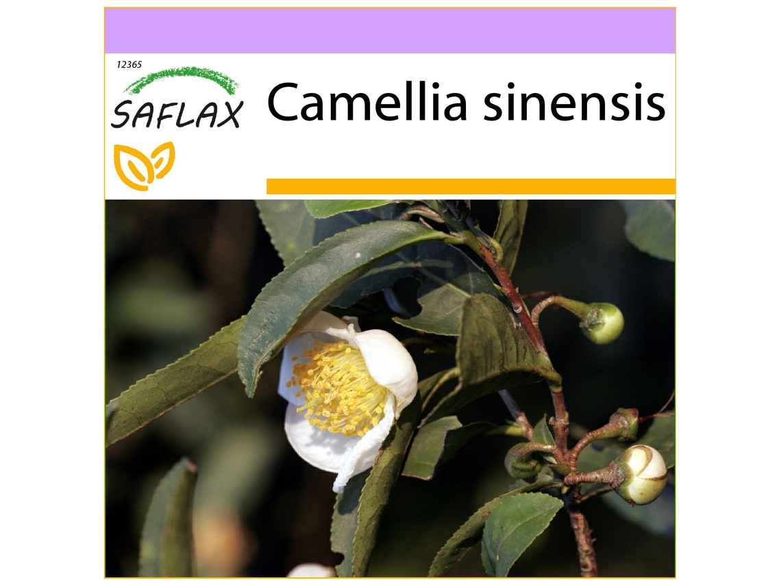 SAFLAX Árbol del té 6 semillas Camellia sinensis