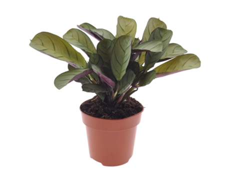 Plantas verdes - PLANT IN A BOX - Ctenanthe Amagris - Set de 1 - Maceta 12cm - Altura 20-30cm