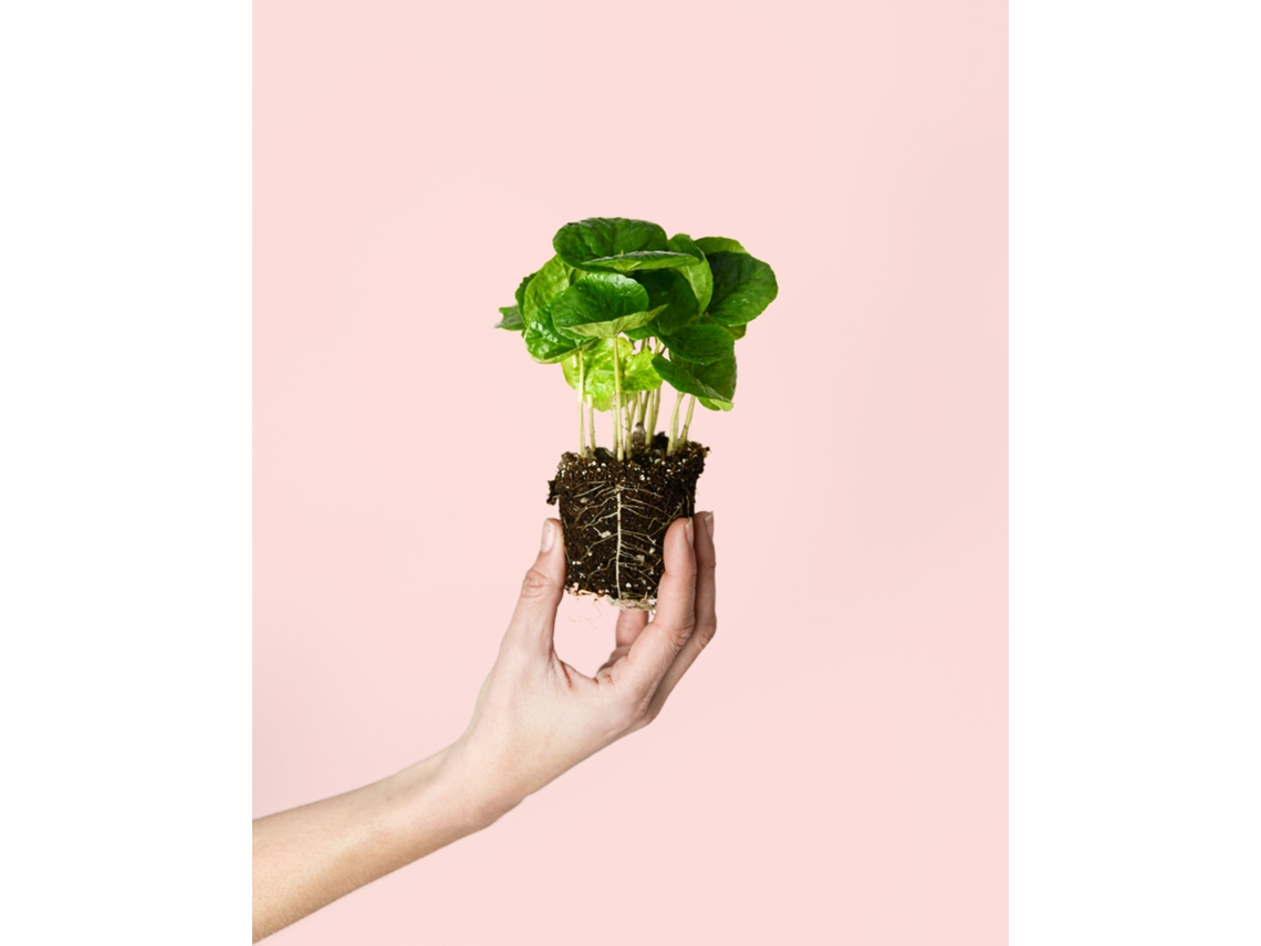 Mini planta de café arábico | Plantas naturales de interior | Pur Plant