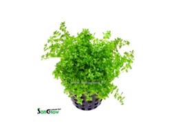 Micranthemum Micranthemoides (syn: Hemianthus Micranthemoides)