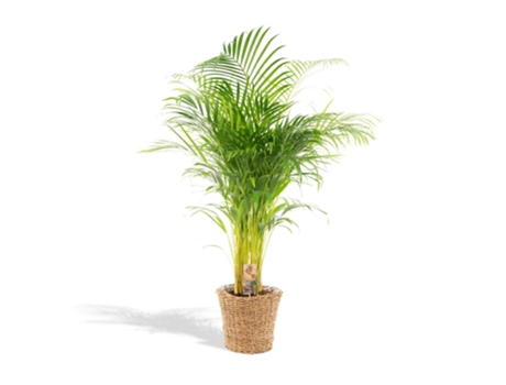 Palm Gold Areca en la canasta 1 pieza 130 cm