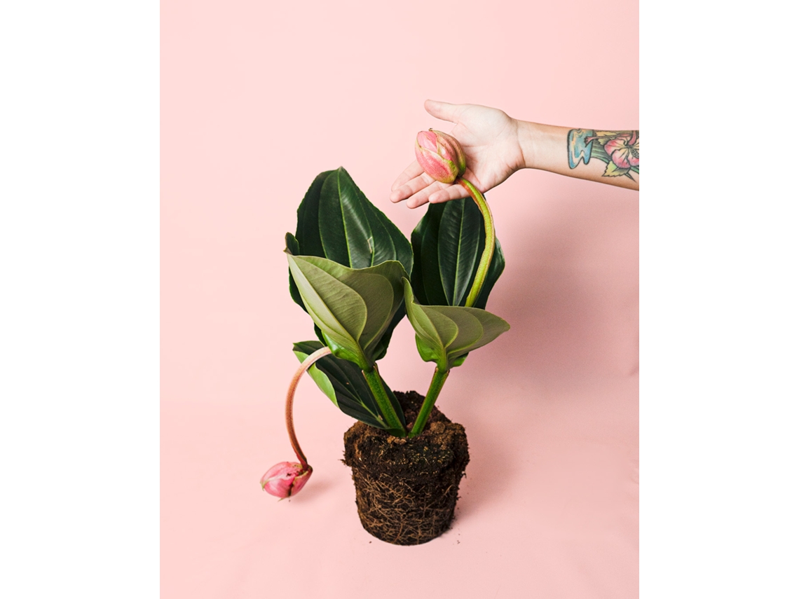 Medinilla Flamenco | Planta de interior con flores | Planta pura