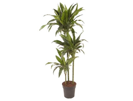Plantas verdes - PLANT IN A BOX - Dracaena fragrans Janet Craig - Set de 1 - Maceta 24cm - Altura 140-150cm