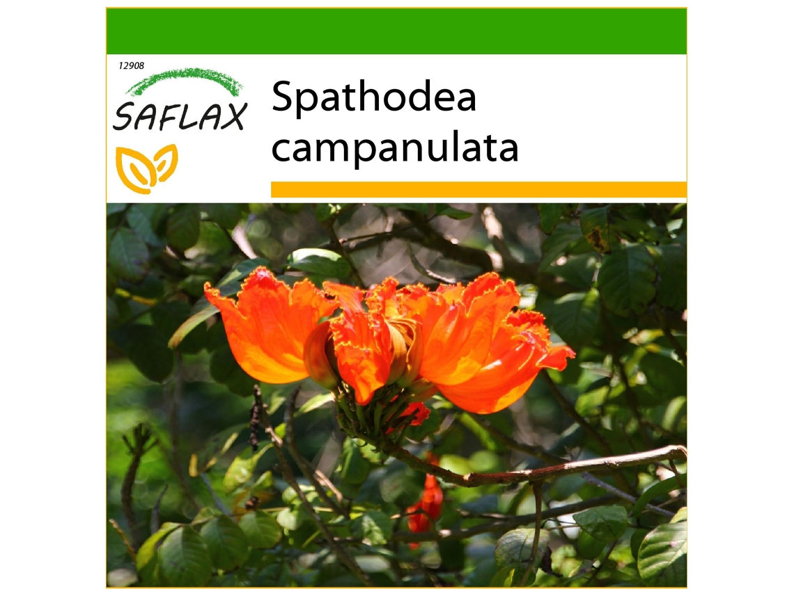 SAFLAX Tulipán africano 30 semillas Con sustrato de cultivo libre de gérmenes Spathodea campanulata